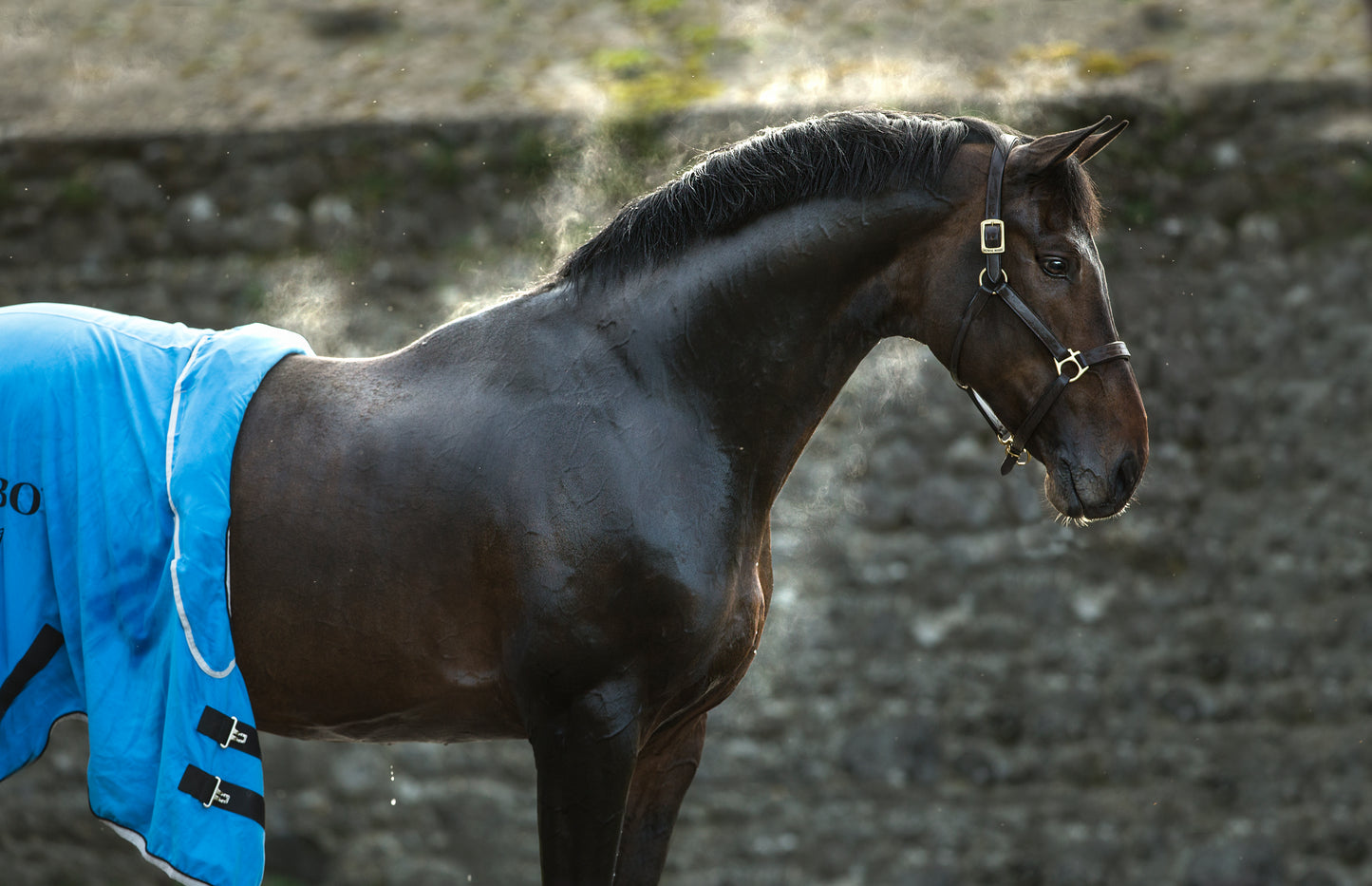 Horsware Rambo Supreme Dry Rug