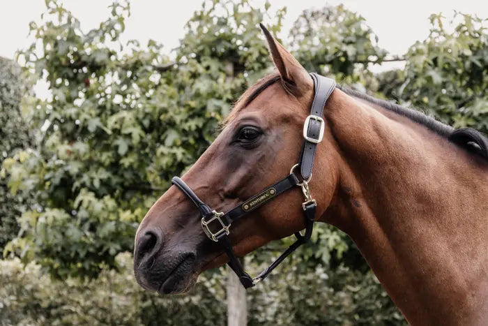 Kentucky Anatomic Leather Halter