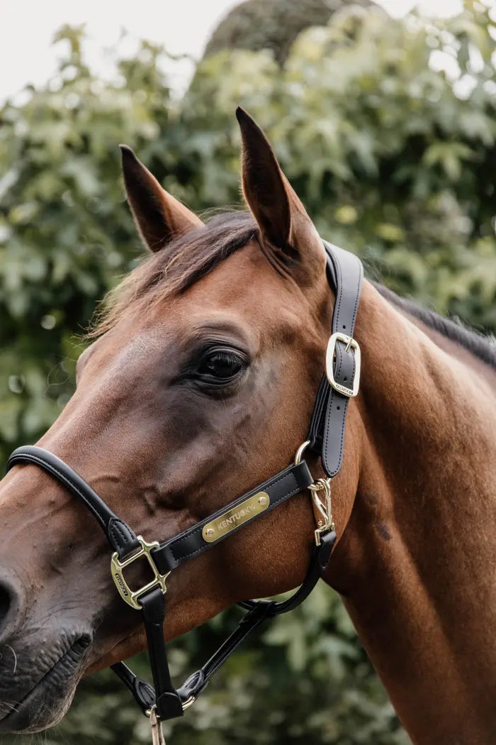 Kentucky Anatomic Leather Halter