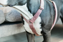 Load image into Gallery viewer, Kentucky Velvet Dog Harness