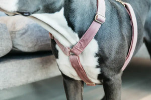 Kentucky Velvet Dog Harness