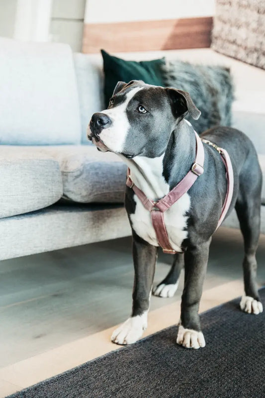 Kentucky Velvet Dog Harness