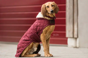 Kentucky Dog Coat Original