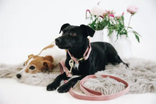 Load image into Gallery viewer, Kentucky Velvet Dog Collar