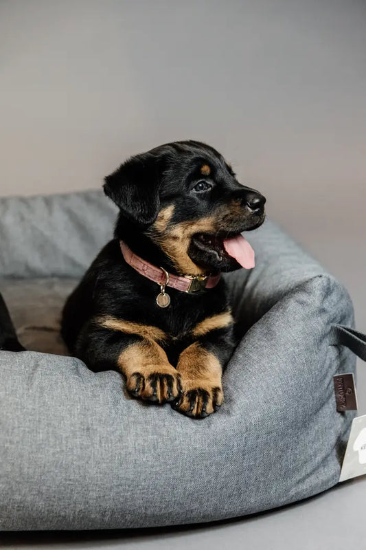 Kentucky Velvet Dog Collar