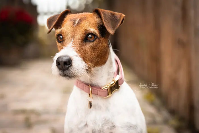 Kentucky Velvet Dog Collar