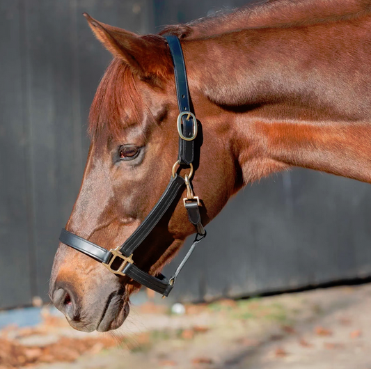 Equinavia Valkyrie Classic Leather Halter