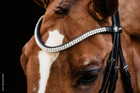 Schockemohle Valencia Dressage Bridle