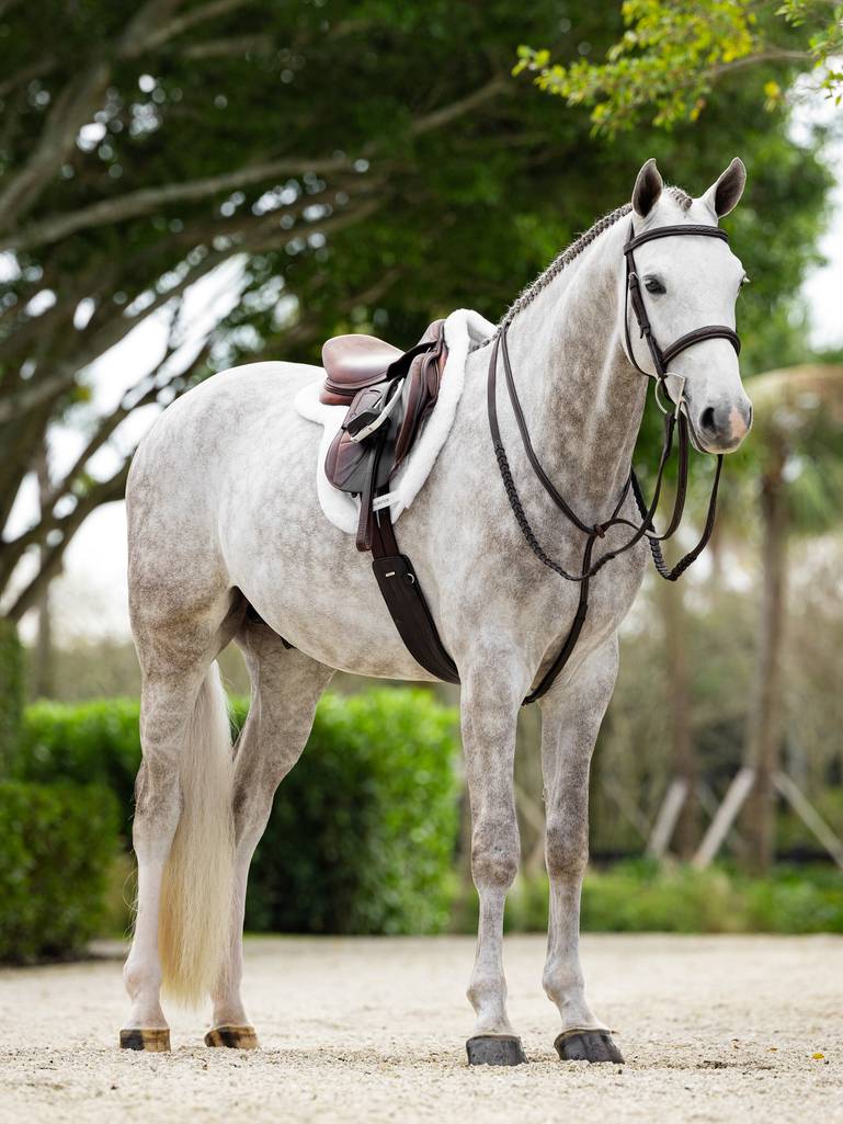 LeMieux Merino+ ProSorb Hunter Saddle Pad