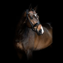 Load image into Gallery viewer, SD Designs Zhivago Rolled Bridle