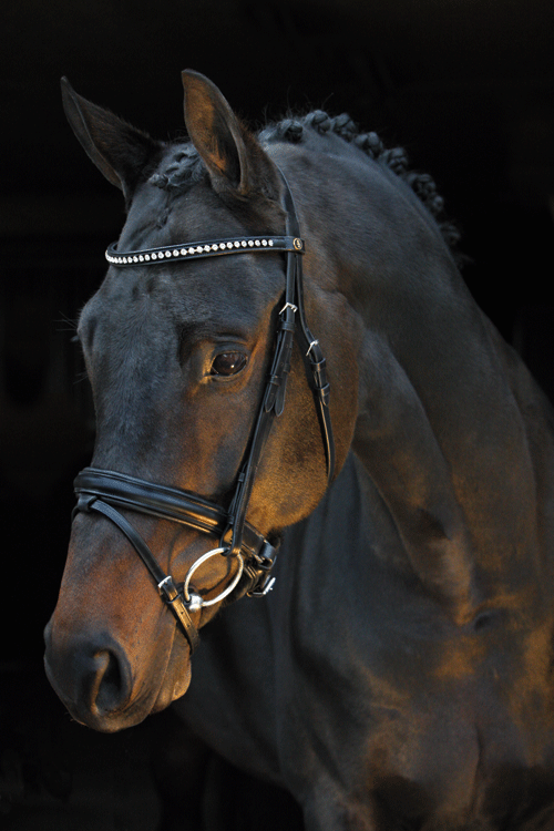 BR Brentwood Dressage Bridle