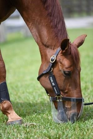 Thinline Grazing Muzzle