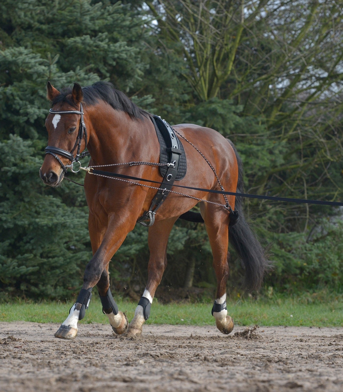 Waldhausen Lunging System