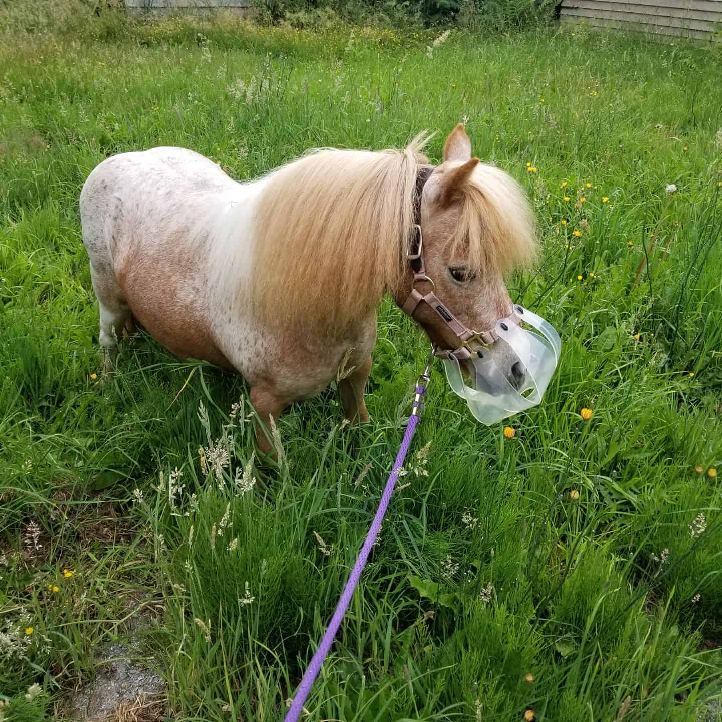 Thinline Grazing Muzzle