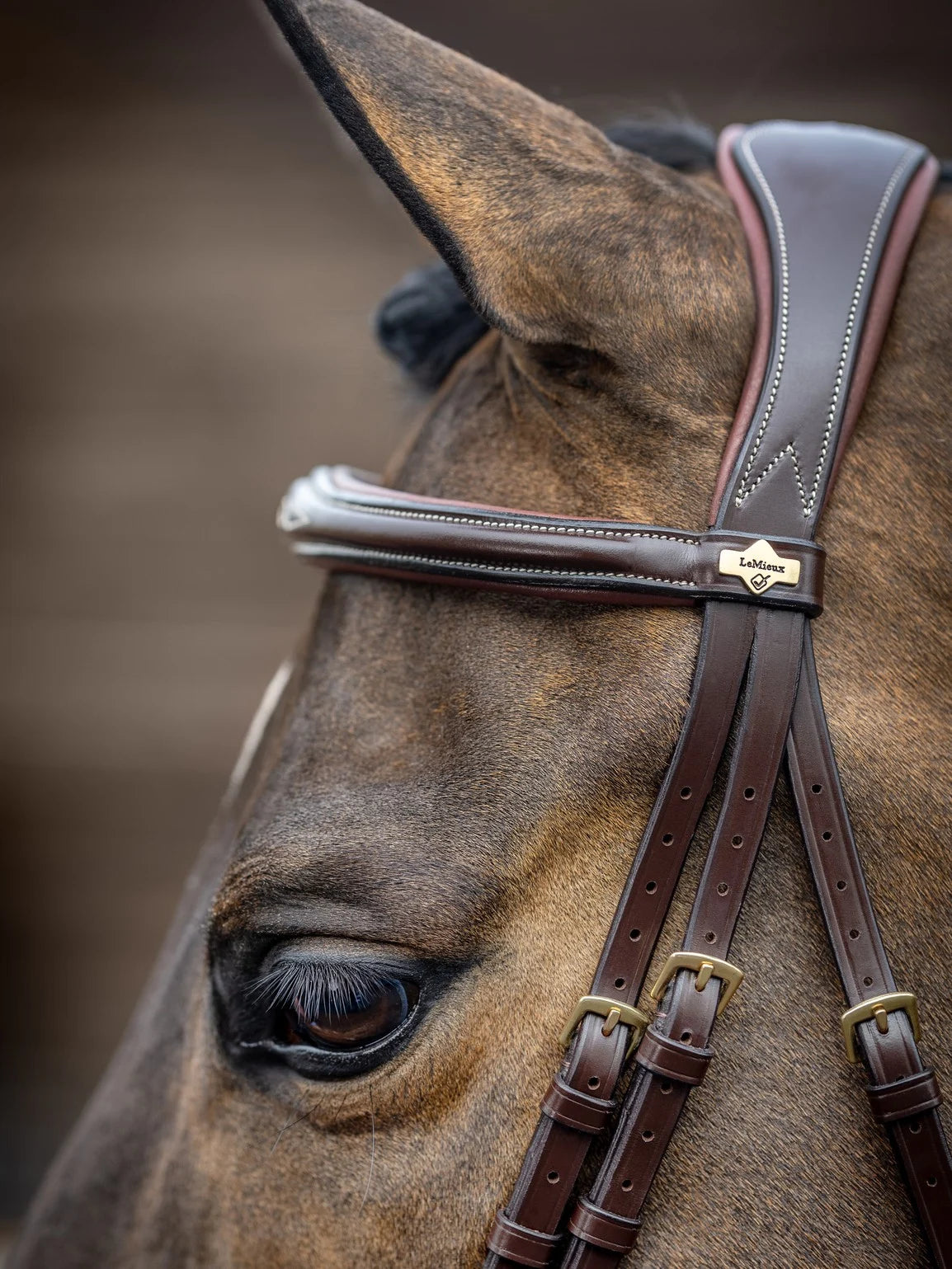 LeMieux Competition Flash Bridle