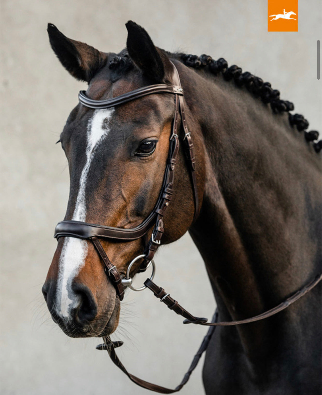 Schockemohle Equitus Alpha Bridle