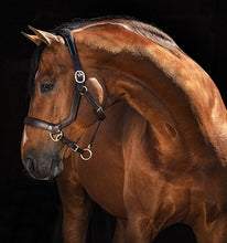 Load image into Gallery viewer, Horseware Rambo Micklem Halter