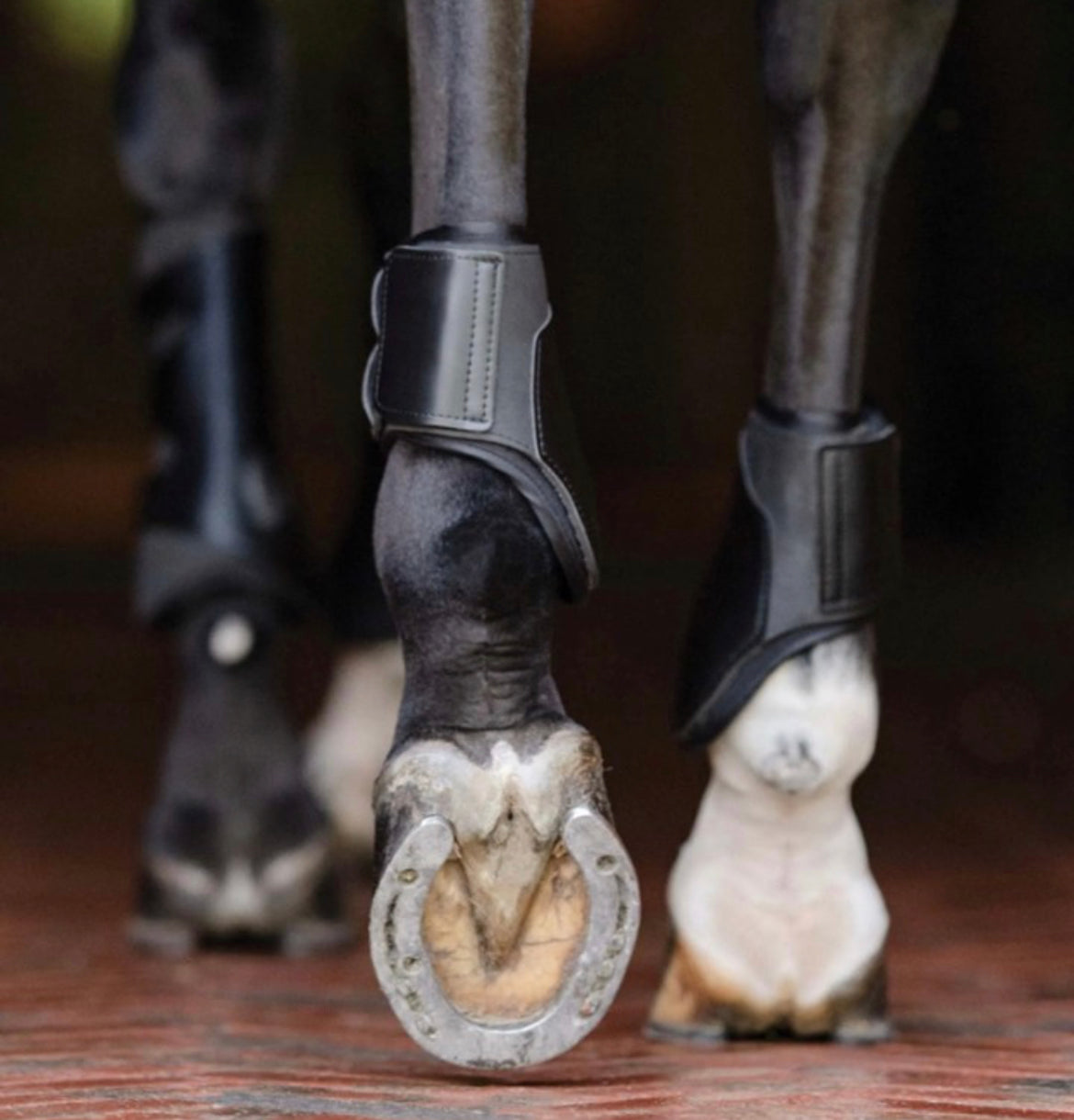 EquiFit Essential: The Original Hind Boot