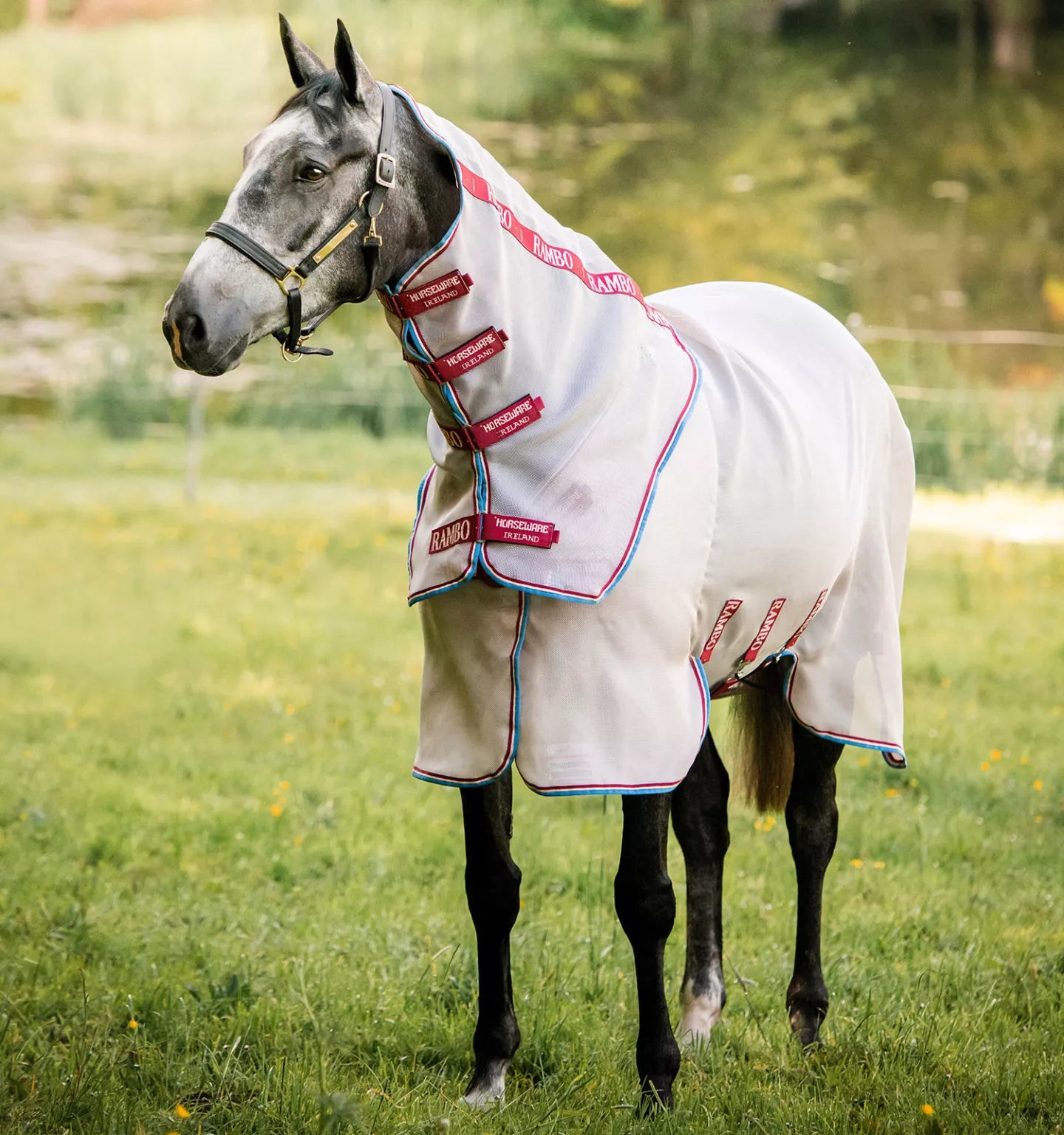 Horseware Rambo Protector - Disc Front