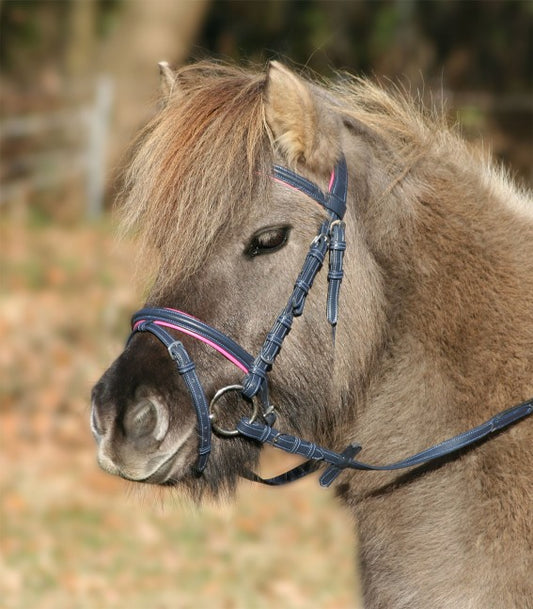 Waldhausen Unicorn Bridle