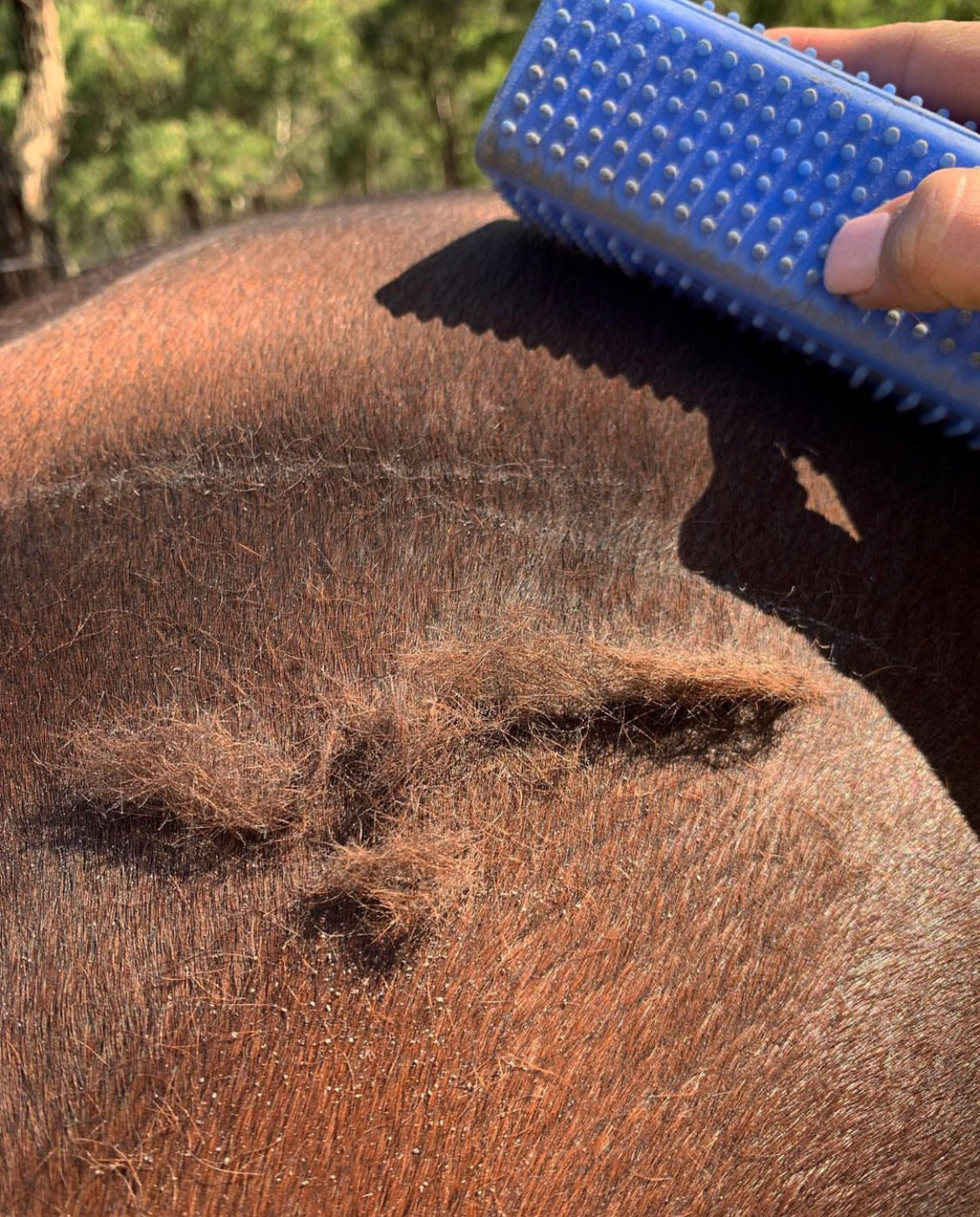 Hairy Pony Grooming Block