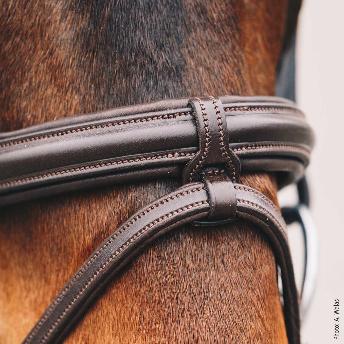 Schockemohle Tokyo Select Bridle