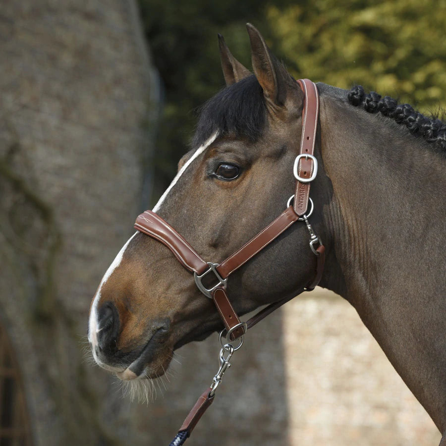 Antares Leather Halter