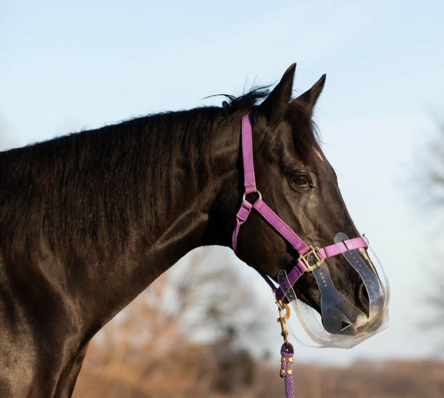 Thinline Grazing Muzzle